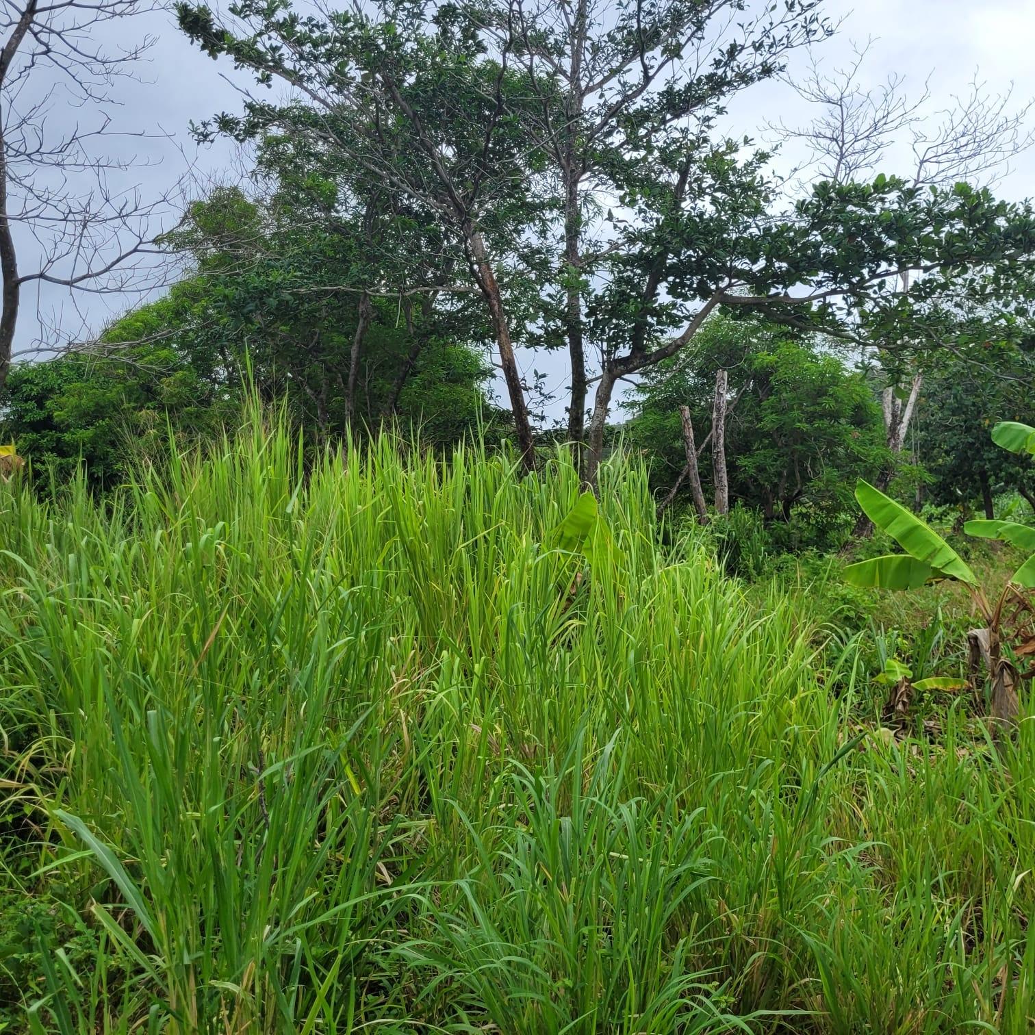 Sixth image of Elmwood, Long Bay in Long Bay, Portland, Jamaica - property is For Sale