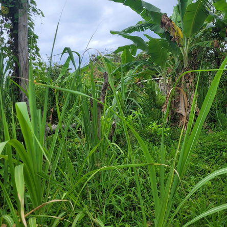 Seventh image of Elmwood, Long Bay in Long Bay, Portland, Jamaica - property is For Sale