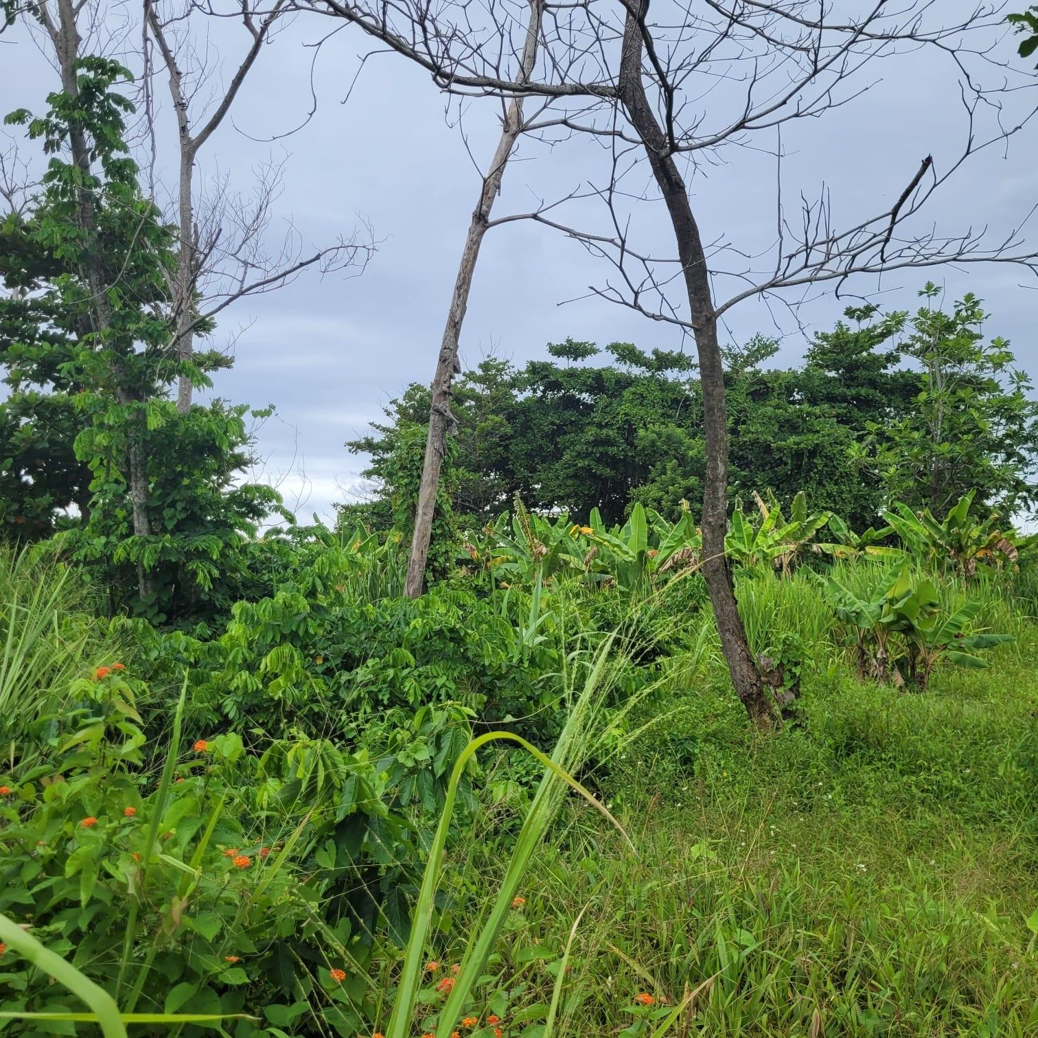 Ninth image of Elmwood, Long Bay in Long Bay, Portland, Jamaica - property is For Sale