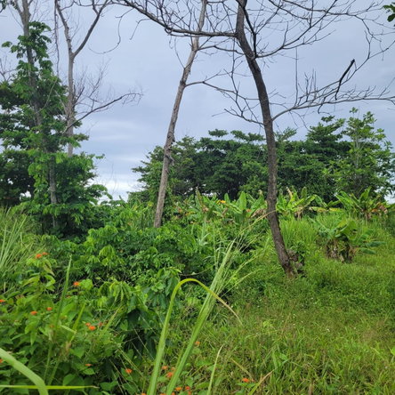 Ninth image of Elmwood, Long Bay in Long Bay, Portland, Jamaica - property is For Sale