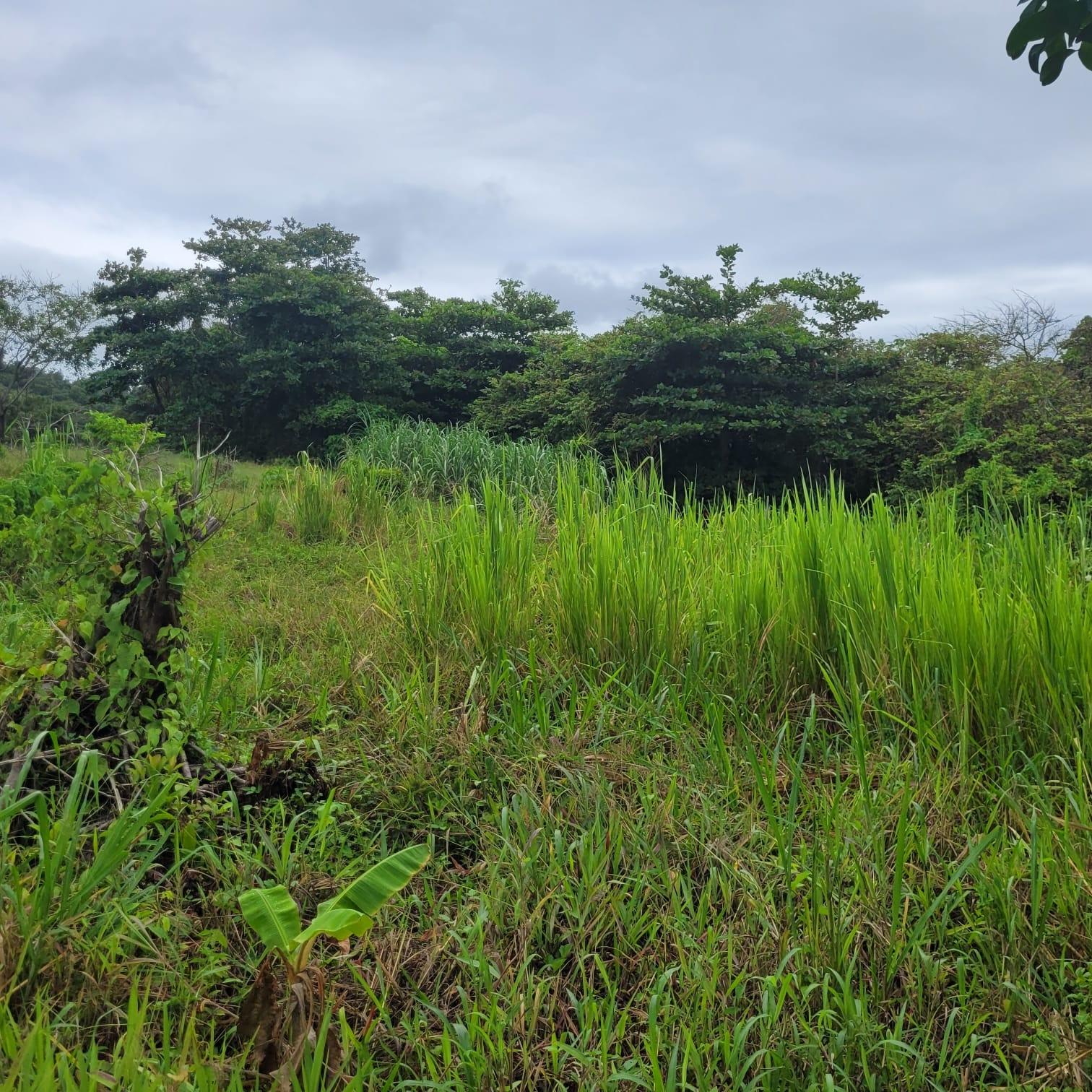 Tenth image of Elmwood, Long Bay in Long Bay, Portland, Jamaica - property is For Sale