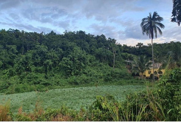 Third image of Part of Mount Olivet in Scholefield, St. Elizabeth, Jamaica - property is For Sale