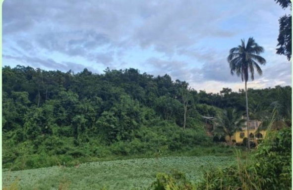 First image of Part of Mount Olivet in Scholefield, St. Elizabeth, Jamaica - property is For Sale