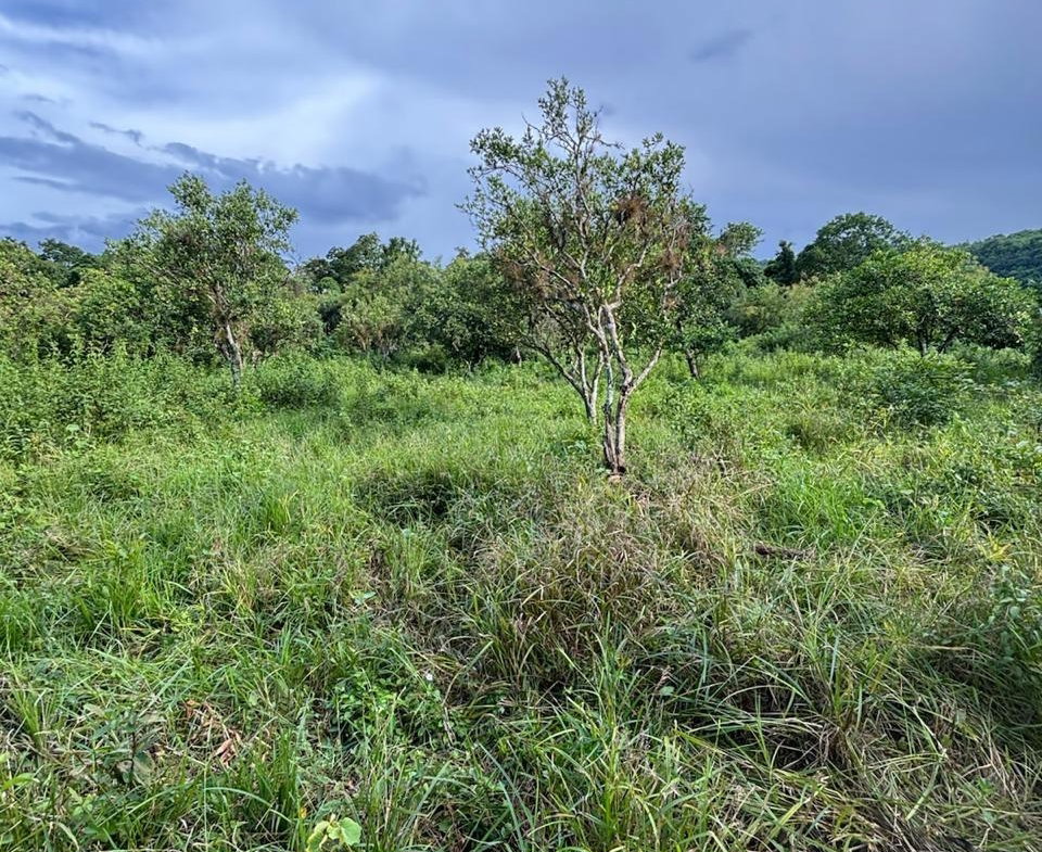 Eleventh image of 123 Oxford, Balaclava, St. el in Balaclava, St. Elizabeth, Jamaica - property is For Sale