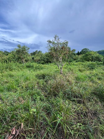 Eleventh image of 123 Oxford, Balaclava, St. el in Balaclava, St. Elizabeth, Jamaica - property is For Sale