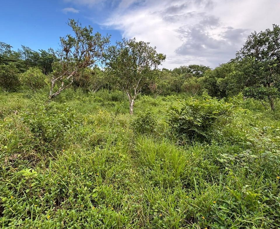 Twelfth image of 123 Oxford, Balaclava, St. el in Balaclava, St. Elizabeth, Jamaica - property is For Sale