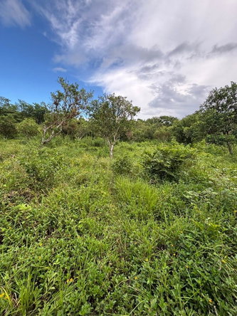 Twelfth image of 123 Oxford, Balaclava, St. el in Balaclava, St. Elizabeth, Jamaica - property is For Sale