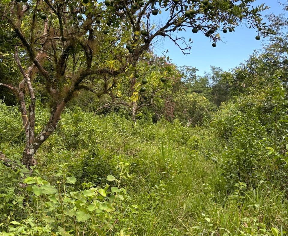 Thirteenth image of 123 Oxford, Balaclava, St. el in Balaclava, St. Elizabeth, Jamaica - property is For Sale