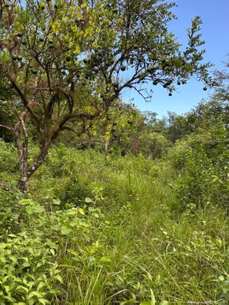 Thirteenth image of 123 Oxford, Balaclava, St. el in Balaclava, St. Elizabeth, Jamaica - property is For Sale