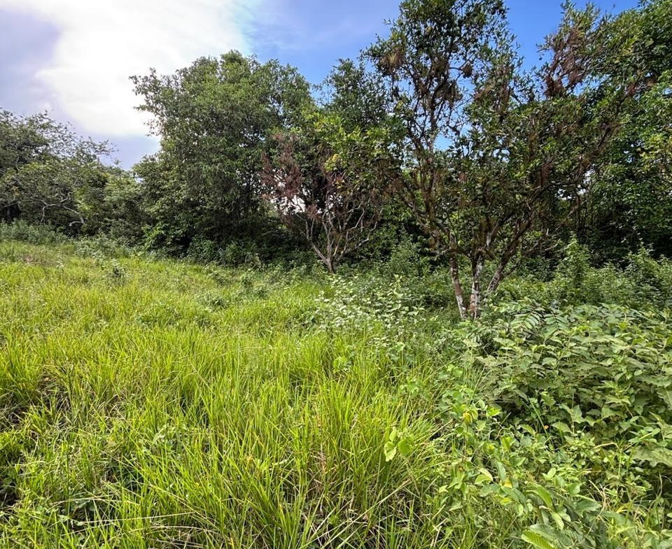Fourteenth image of 123 Oxford, Balaclava, St. el in Balaclava, St. Elizabeth, Jamaica - property is For Sale