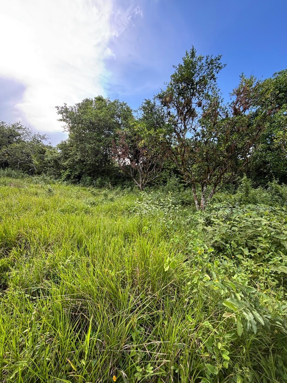 2.9-Acre-Residential-Lot-for-Sale-in-Oxford-St.-Elizabeth-Jamaica-–-Fertile-Land-with-Citrus-Orchard Fourteenth image of 123 Oxford, Balaclava, St. el in Balaclava, St. Elizabeth, Jamaica - property is For Sale