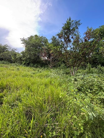Fourteenth image of 123 Oxford, Balaclava, St. el in Balaclava, St. Elizabeth, Jamaica - property is For Sale
