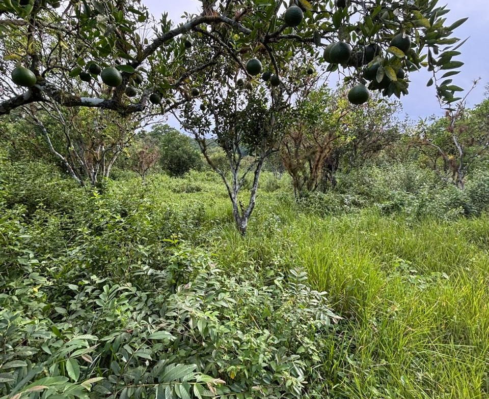 Fifteenth image of 123 Oxford, Balaclava, St. el in Balaclava, St. Elizabeth, Jamaica - property is For Sale