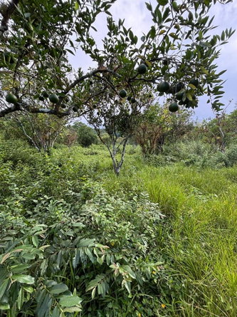 Fifteenth image of 123 Oxford, Balaclava, St. el in Balaclava, St. Elizabeth, Jamaica - property is For Sale