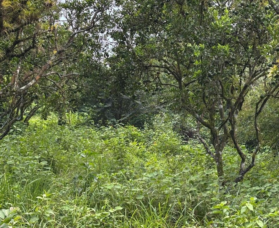 Sixteenth image of 123 Oxford, Balaclava, St. el in Balaclava, St. Elizabeth, Jamaica - property is For Sale