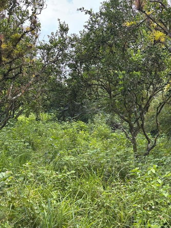 Sixteenth image of 123 Oxford, Balaclava, St. el in Balaclava, St. Elizabeth, Jamaica - property is For Sale