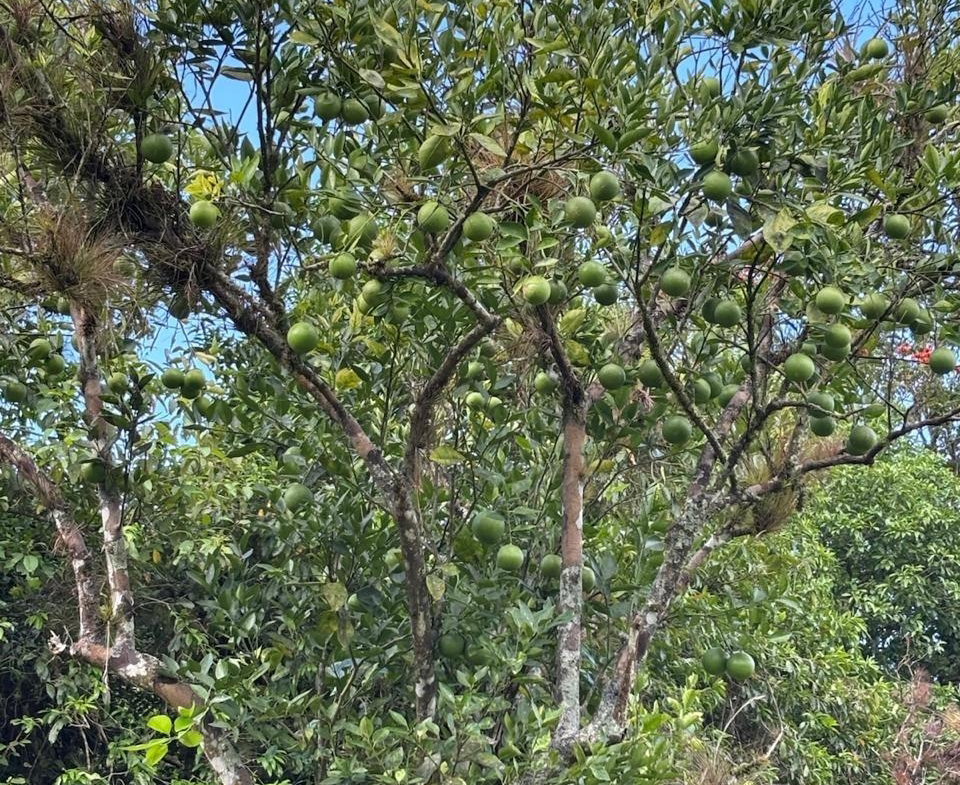 Tenth image of 123 Oxford, Balaclava, St. el in Balaclava, St. Elizabeth, Jamaica - property is For Sale