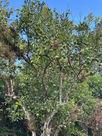 Tenth image of 123 Oxford, Balaclava, St. el in Balaclava, St. Elizabeth, Jamaica - property is For Sale