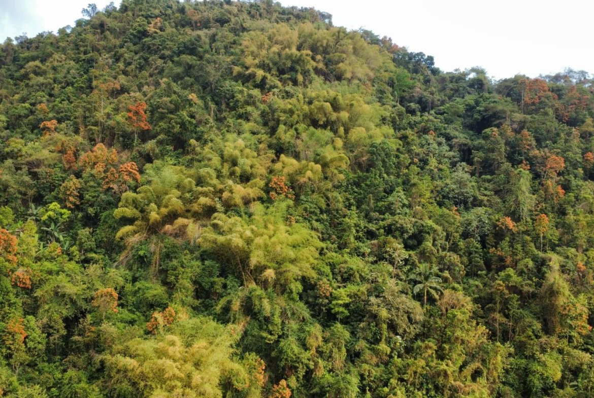 Fifth image of Land Part of Galemount in Gordon Town P.O., St. Andrew, Jamaica - property is For Sale