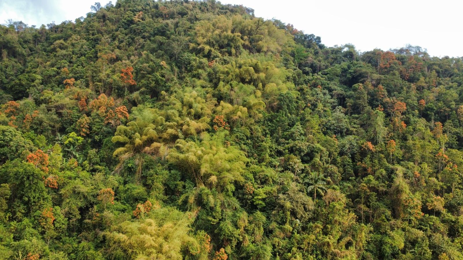 20-Acre-Development-Land-for-Sale-in-Galemount-St.-Andrew-Jamaica Fifth image of Land Part of Galemount in Gordon Town P.O., St. Andrew, Jamaica - property is For Sale