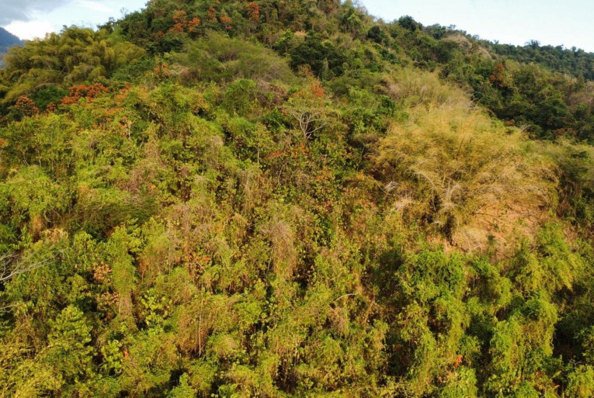 Sixth image of Land Part of Galemount in Gordon Town P.O., St. Andrew, Jamaica - property is For Sale