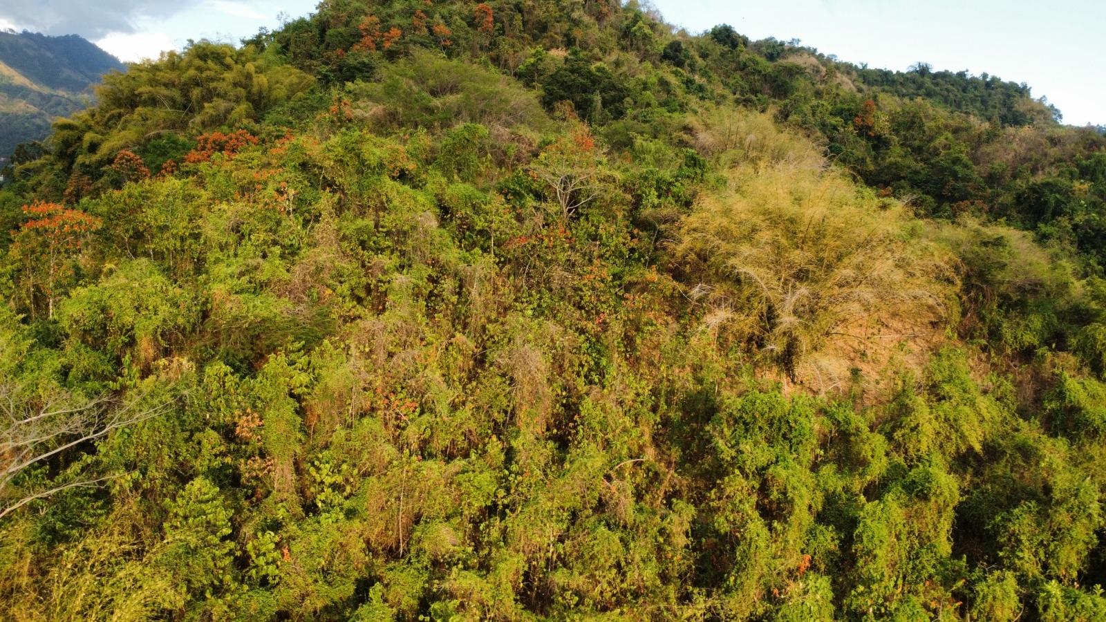 20-Acre-Development-Land-for-Sale-in-Galemount-St.-Andrew-Jamaica Sixth image of Land Part of Galemount in Gordon Town P.O., St. Andrew, Jamaica - property is For Sale
