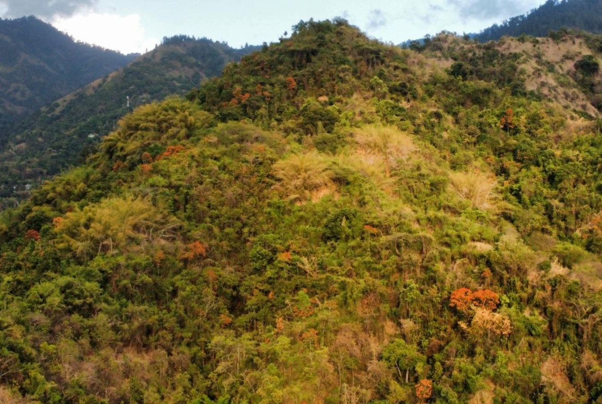 Eighth image of Land Part of Galemount in Gordon Town P.O., St. Andrew, Jamaica - property is For Sale