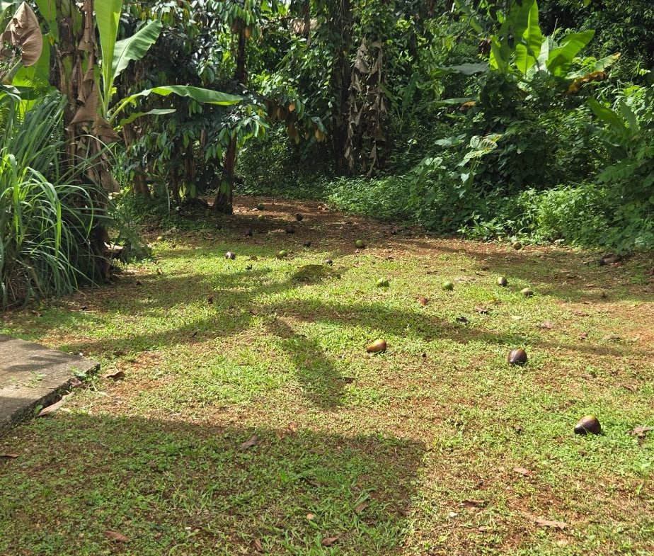 Seventeenth image of Phoenix Park Moneague in Moneague, St. Ann, Jamaica - property is For Rent