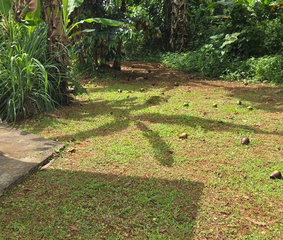 Ninth image of Phoenix Park Moneague in Moneague, St. Ann, Jamaica - property is For Rent