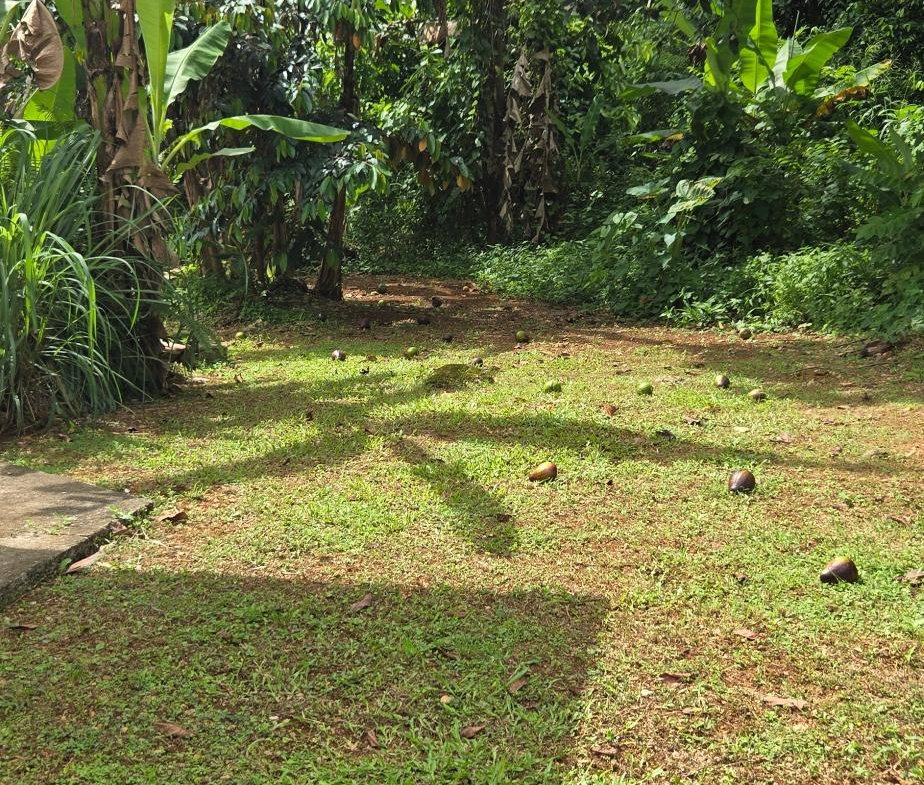 Tenth image of Phoenix Park Moneague in Moneague, St. Ann, Jamaica - property is For Rent