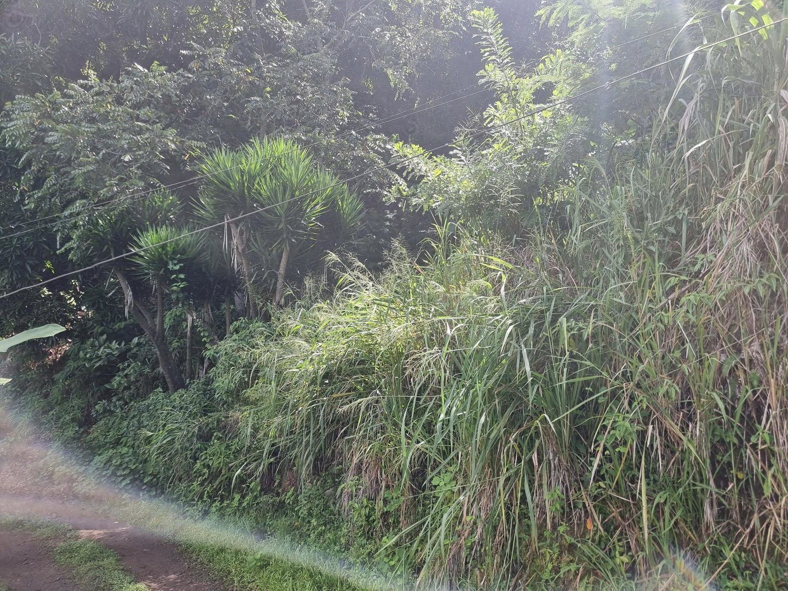 Second image of 74 Dublin Castle, Gordon Tow in Gordon Town P.O., St. Andrew, Jamaica - property is For Sale