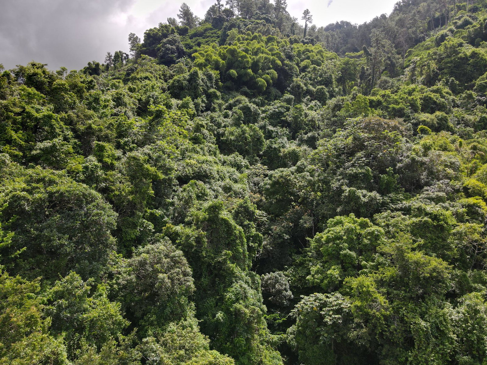 Sixth image of 74 Dublin Castle, Gordon Tow in Gordon Town P.O., St. Andrew, Jamaica - property is For Sale