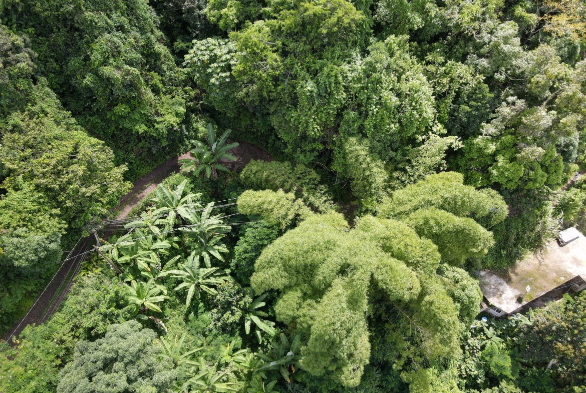 Tenth image of 74 Dublin Castle, Gordon Tow in Gordon Town P.O., St. Andrew, Jamaica - property is For Sale