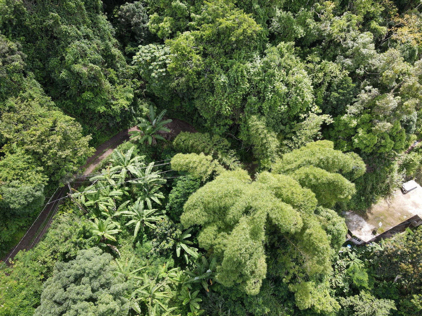 Tenth image of 74 Dublin Castle, Gordon Tow in Gordon Town P.O., St. Andrew, Jamaica - property is For Sale