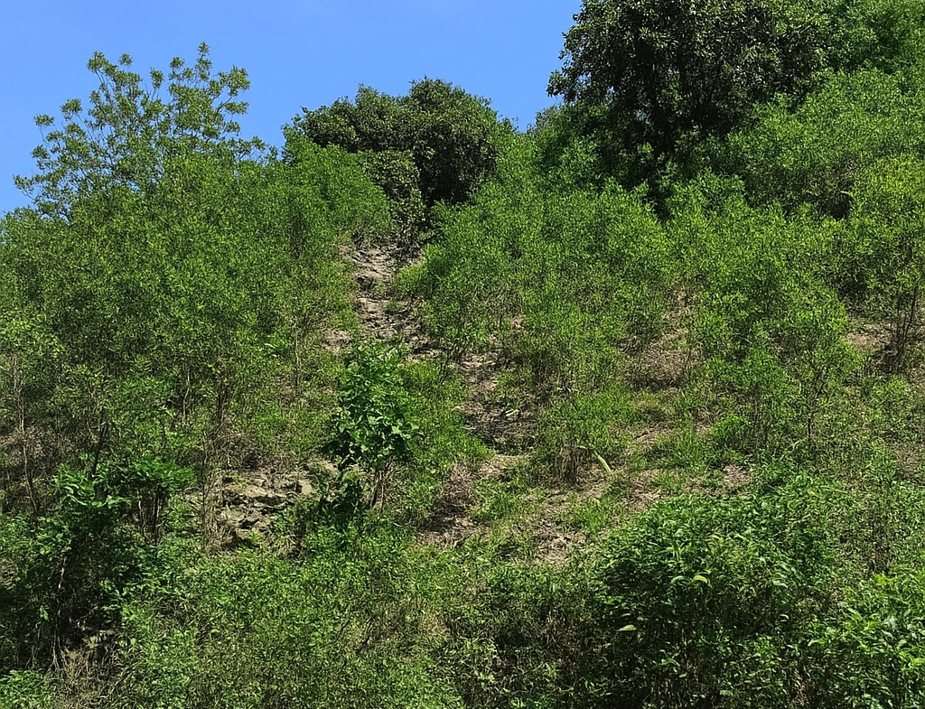 Second image of 109 Crawle District , Sprin in Springfield, St. Elizabeth, Jamaica - property is For Sale