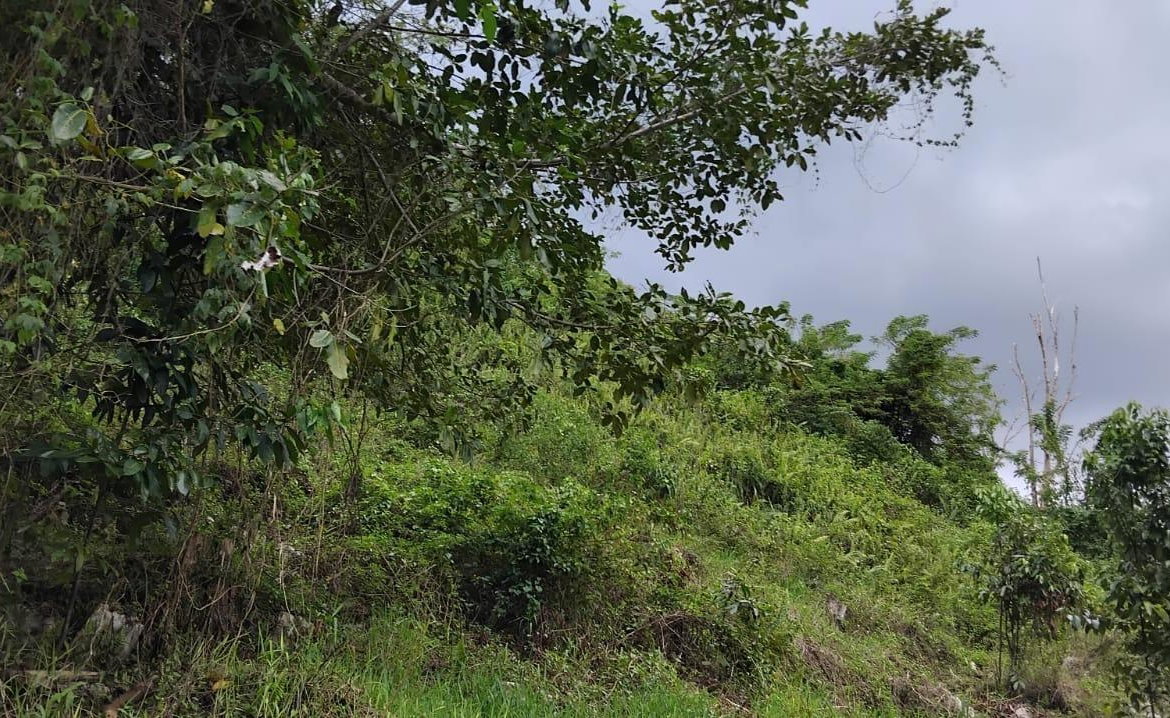 Eleventh image of 109 Crawle District , Sprin in Springfield, St. Elizabeth, Jamaica - property is For Sale