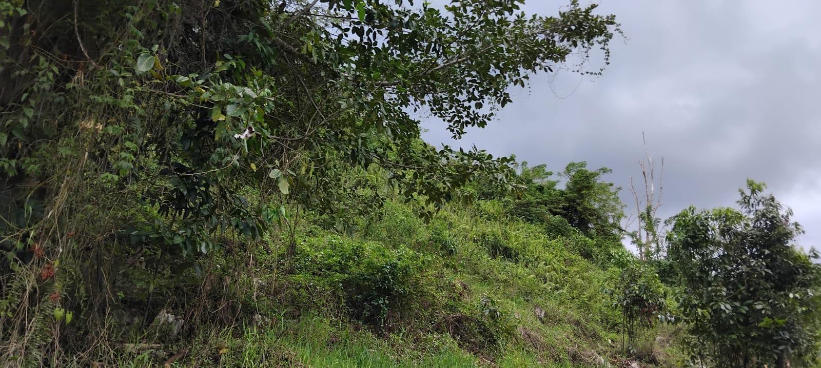Eleventh image of 109 Crawle District , Sprin in Springfield, St. Elizabeth, Jamaica - property is For Sale