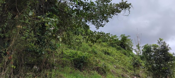 Eleventh image of 109 Crawle District , Sprin in Springfield, St. Elizabeth, Jamaica - property is For Sale