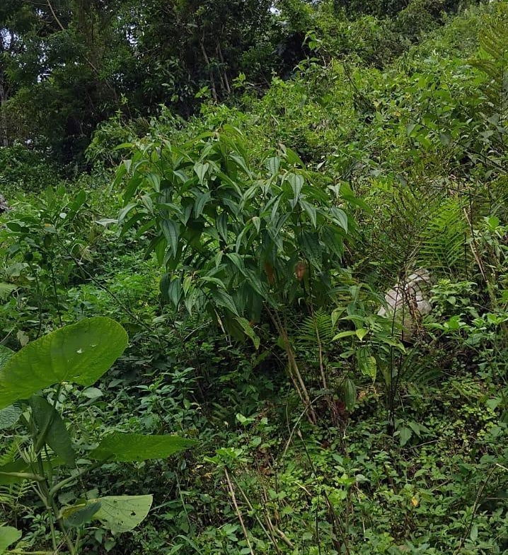Twelfth image of 109 Crawle District , Sprin in Springfield, St. Elizabeth, Jamaica - property is For Sale