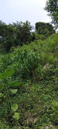 Twelfth image of 109 Crawle District , Sprin in Springfield, St. Elizabeth, Jamaica - property is For Sale