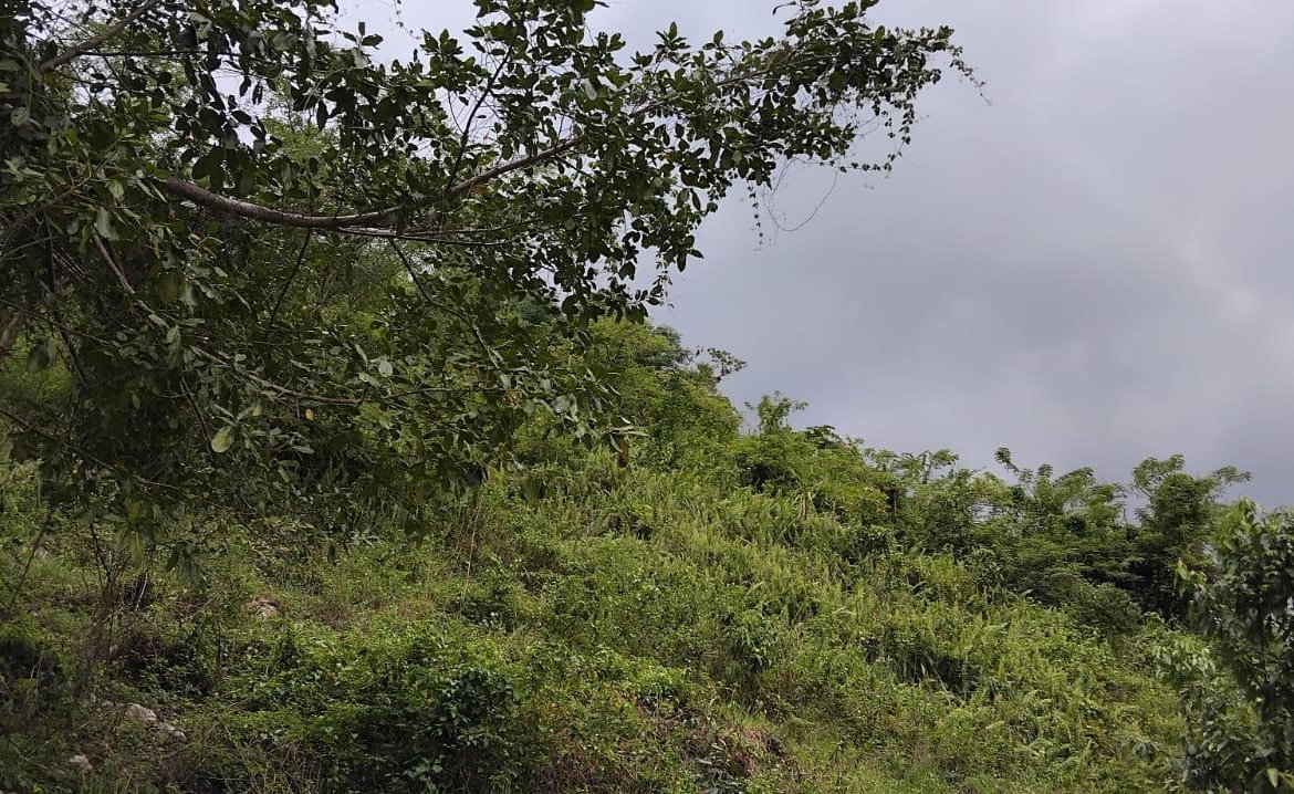 Thirteenth image of 109 Crawle District , Sprin in Springfield, St. Elizabeth, Jamaica - property is For Sale