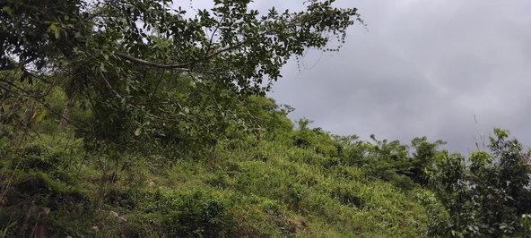 Thirteenth image of 109 Crawle District , Sprin in Springfield, St. Elizabeth, Jamaica - property is For Sale
