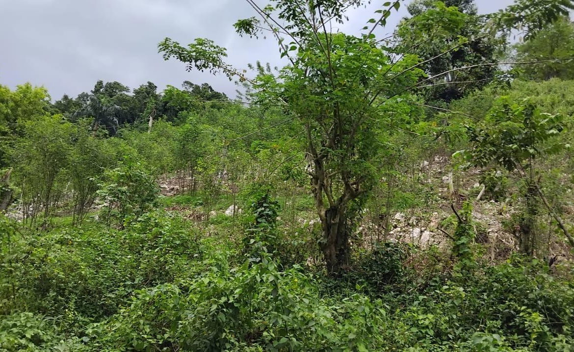 Fourth image of 109 Crawle District , Sprin in Springfield, St. Elizabeth, Jamaica - property is For Sale