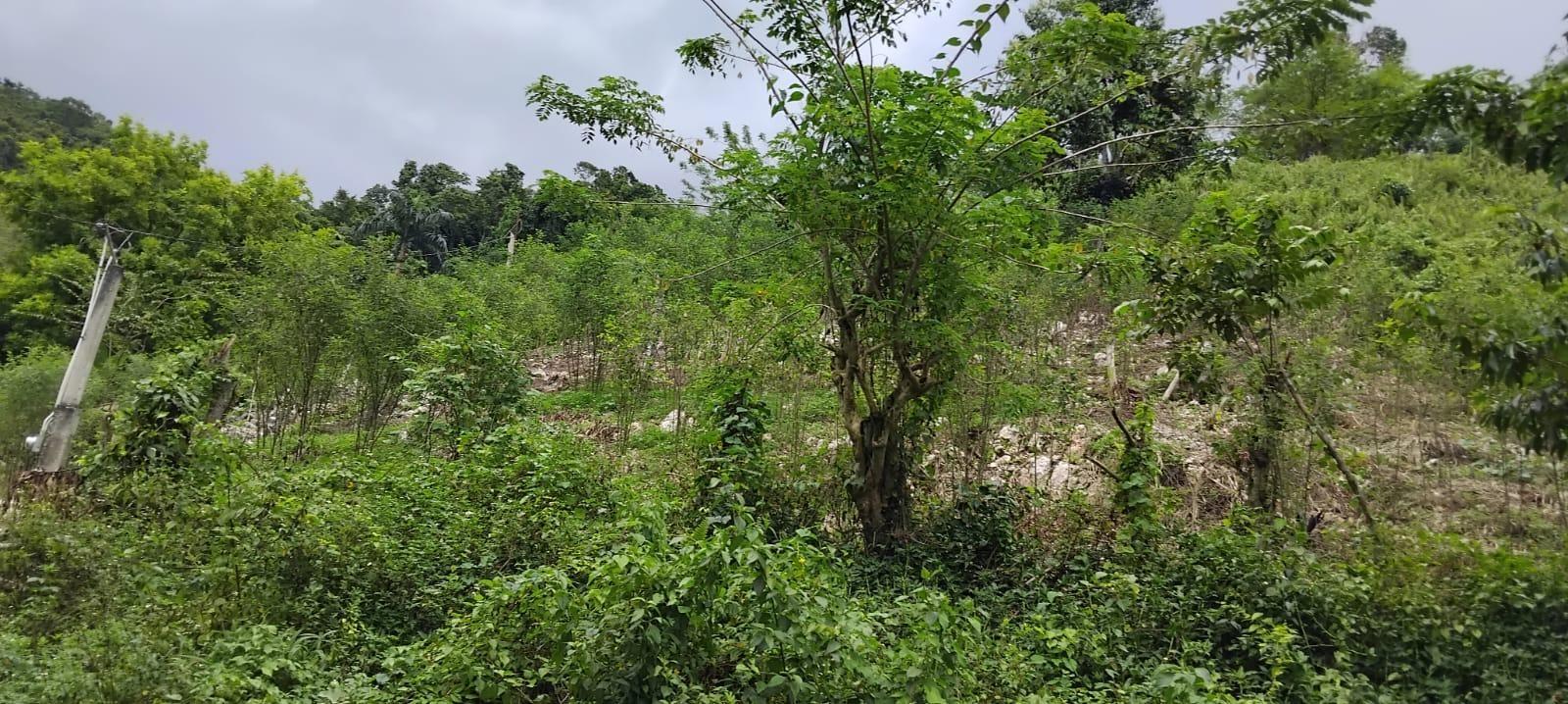 Fourth image of 109 Crawle District , Sprin in Springfield, St. Elizabeth, Jamaica - property is For Sale
