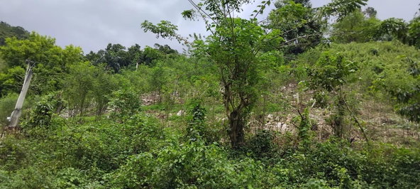 Fourth image of 109 Crawle District , Sprin in Springfield, St. Elizabeth, Jamaica - property is For Sale