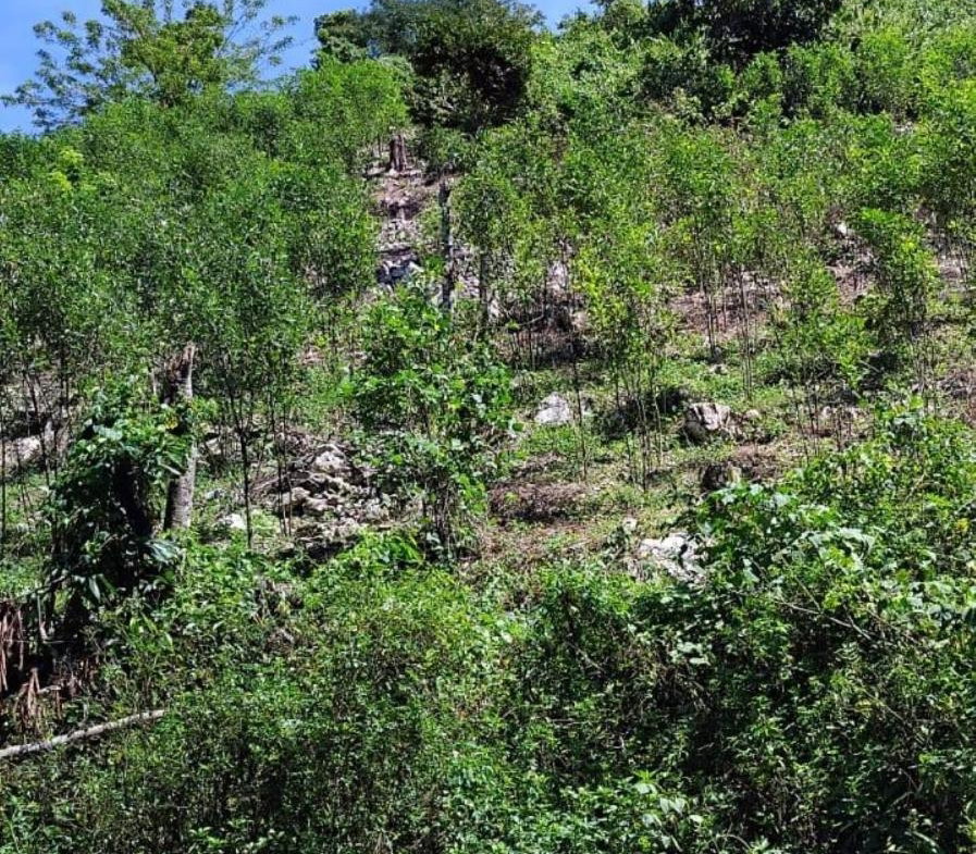 Sixth image of 109 Crawle District , Sprin in Springfield, St. Elizabeth, Jamaica - property is For Sale