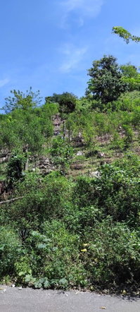 Sixth image of 109 Crawle District , Sprin in Springfield, St. Elizabeth, Jamaica - property is For Sale