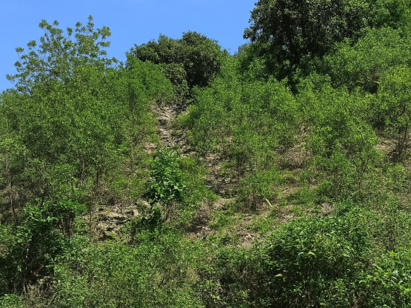 First image of 109 Crawle District , Sprin in Springfield, St. Elizabeth, Jamaica - property is For Sale