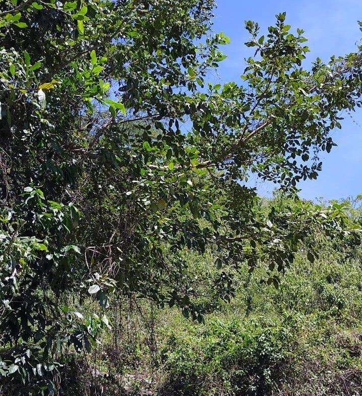 Seventh image of 109 Crawle District , Sprin in Springfield, St. Elizabeth, Jamaica - property is For Sale