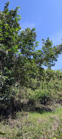 Seventh image of 109 Crawle District , Sprin in Springfield, St. Elizabeth, Jamaica - property is For Sale
